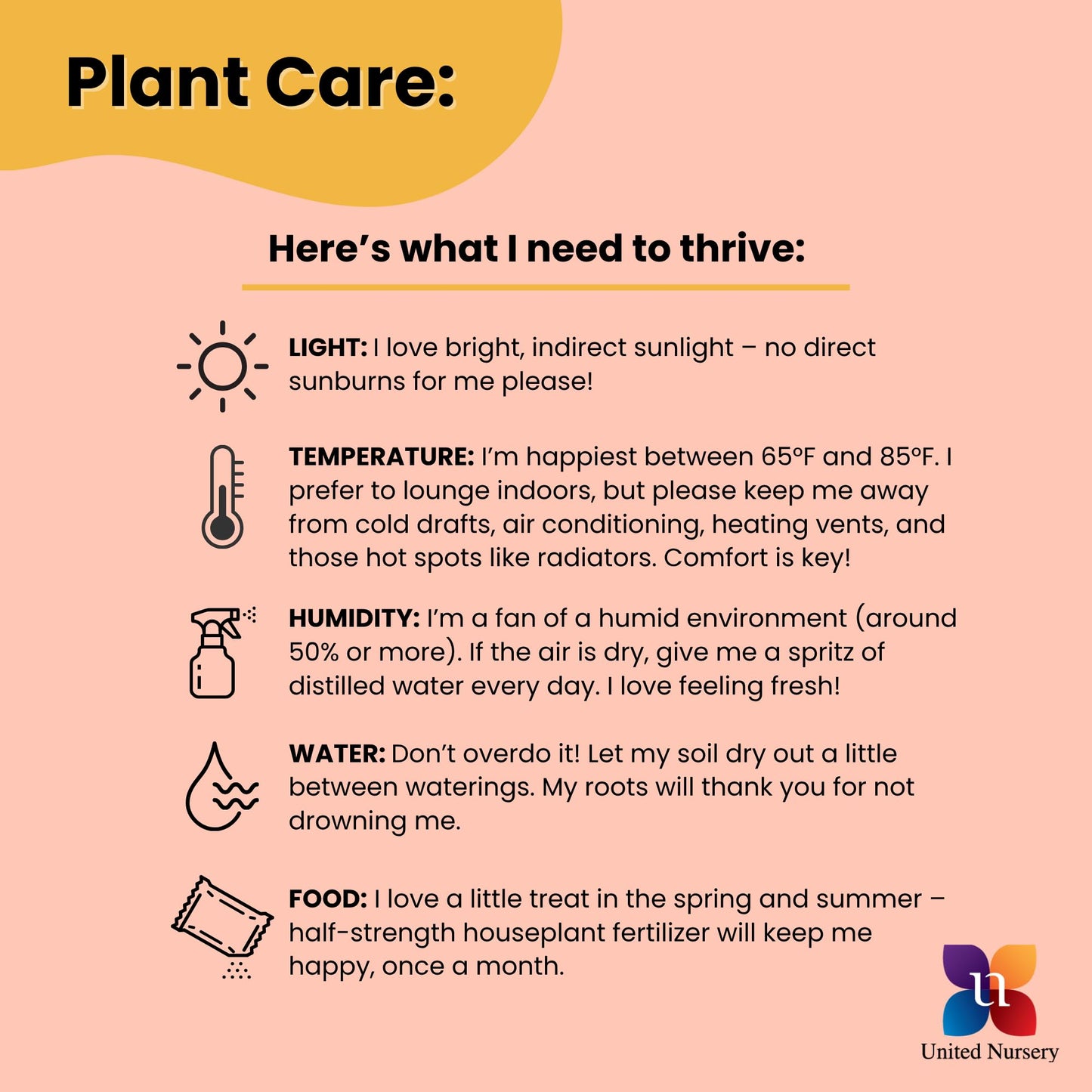 United Nursery Live Snake Plant, Sansevieria Trifasciata Laurentii, Variegated Snake Plant, 2-3 ft. Tall Mother in Laws Tongue House Plant for Indoor and Outdoor (Cream Decor Pot)