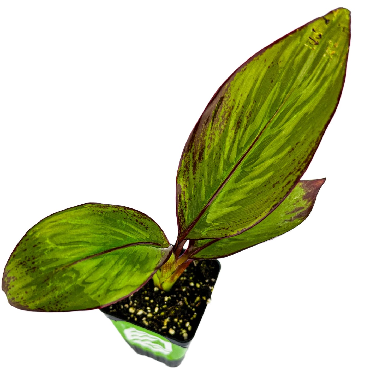 Red Abyssinian Banana Live Plant - Ensete ventricosum maurelii - Wellspring Gardens - Easy to Grow Starter Plants Great for Nature Lovers & Gardeners - Outdoor Planting in Home, Garden, Patio & Yard