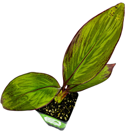 Red Abyssinian Banana Live Plant - Ensete ventricosum maurelii - Wellspring Gardens - Easy to Grow Starter Plants Great for Nature Lovers & Gardeners - Outdoor Planting in Home, Garden, Patio & Yard