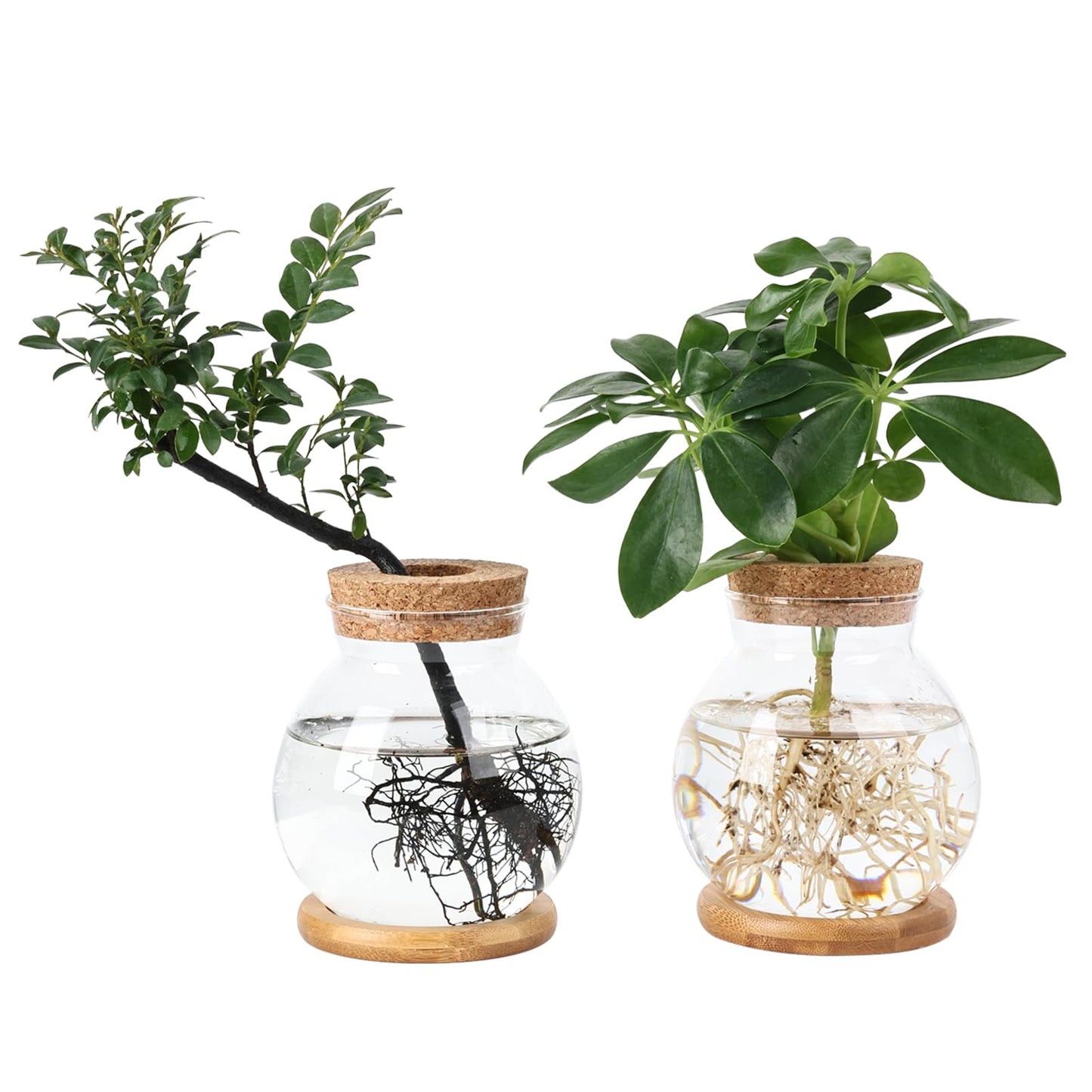 Pechaut Propagation Station, Larger Capacity Ball Vase with Base for Hydroponic Plants, Home/Office Decor & Gift for Plant Lovers, 2pcs Glass Terrariums