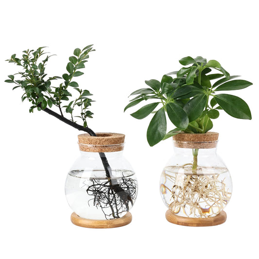 Pechaut Propagation Station, Larger Capacity Ball Vase with Base for Hydroponic Plants, Home/Office Decor & Gift for Plant Lovers, 2pcs Glass Terrariums