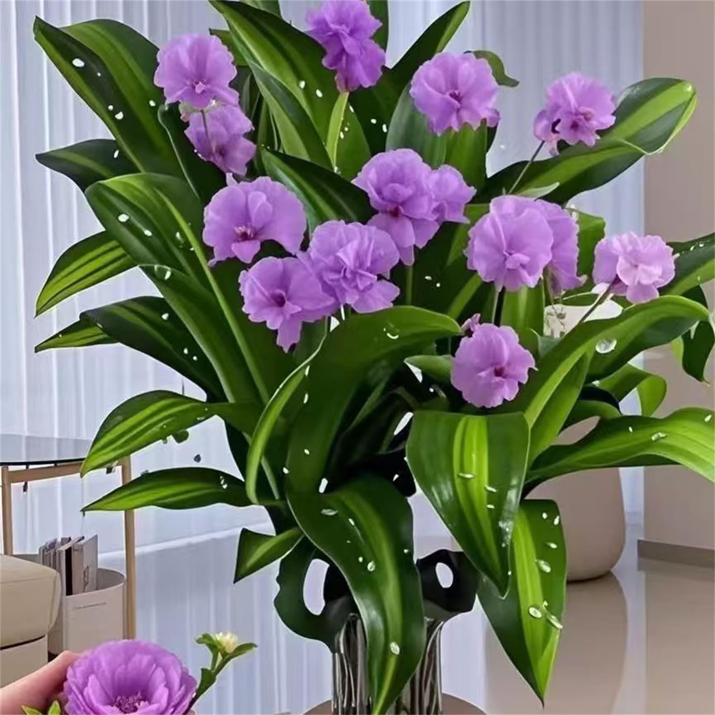 Brazilian Wood,Brazilian Lucky Wood Plant,Mini Sculpture Art,Suitable for Home, Outdoor, Office, Kitchen, Bedroom, Garden Decoration (Yellow)