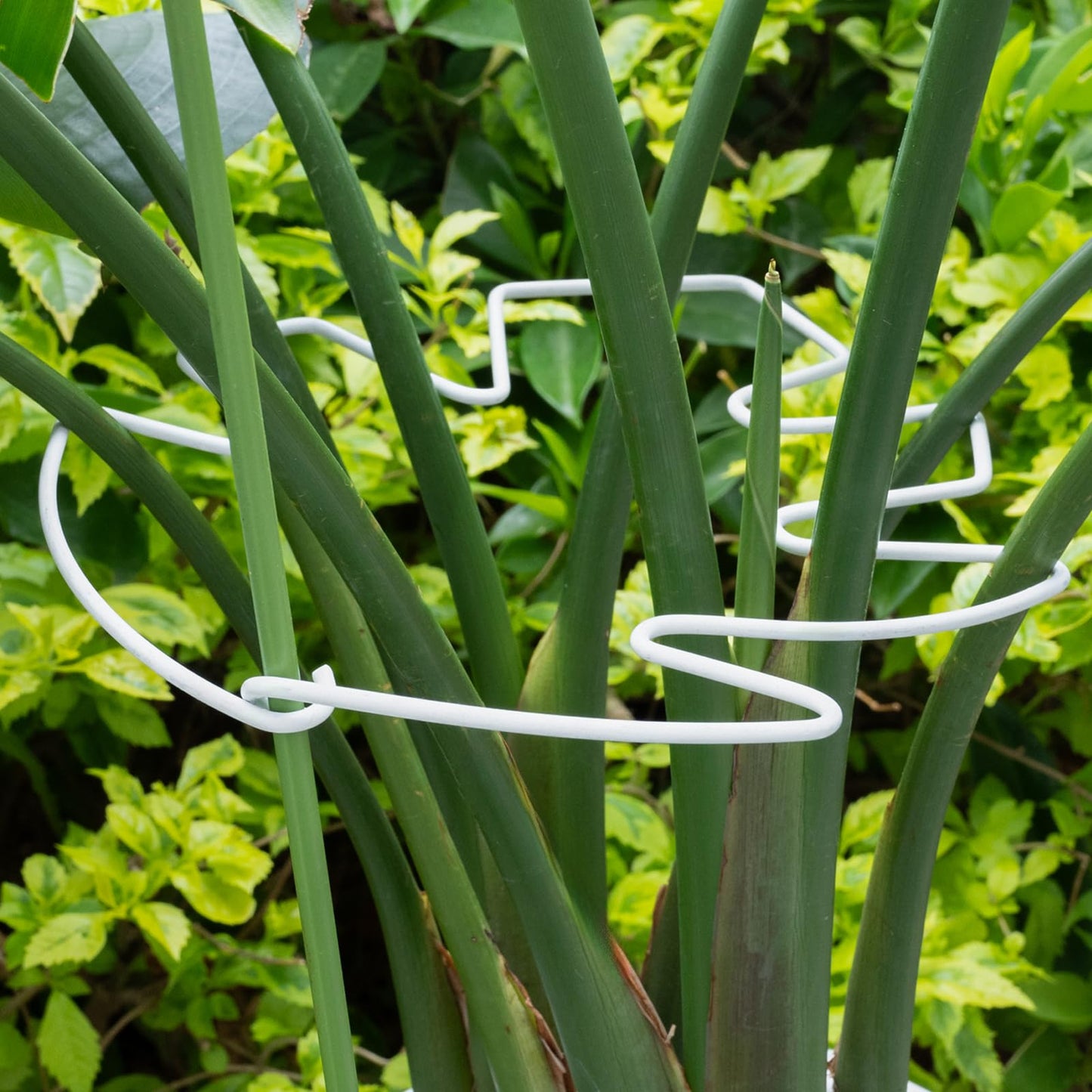 Yohsnor 5PCS Monstera Plant Stem Support White - 11x9.4 inches, Durable Adjustable Leaf Supports for Indoor Plants, Fishbone Cactus Stake Holder for Garden Stability