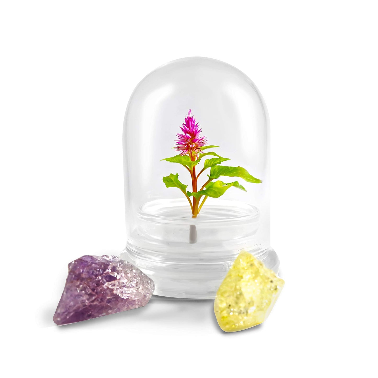 BLOOMIFY Celosia Flower Terrarium, Zero Care, Cockscomb, 4" Jar