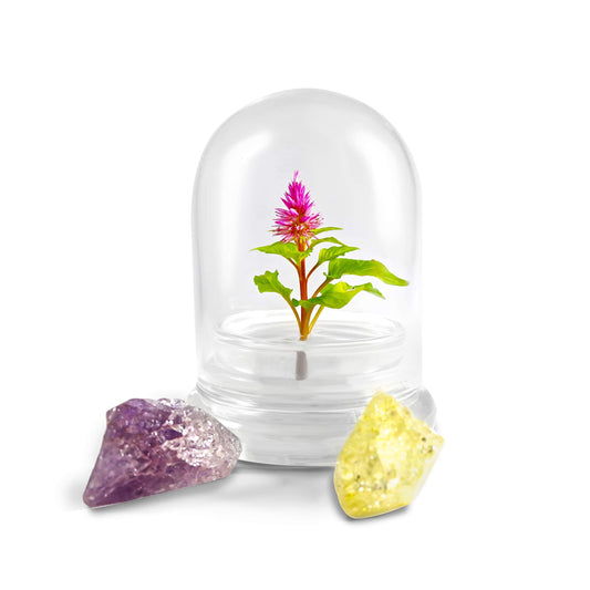 BLOOMIFY Celosia Flower Terrarium, Zero Care, Cockscomb, 4" Jar