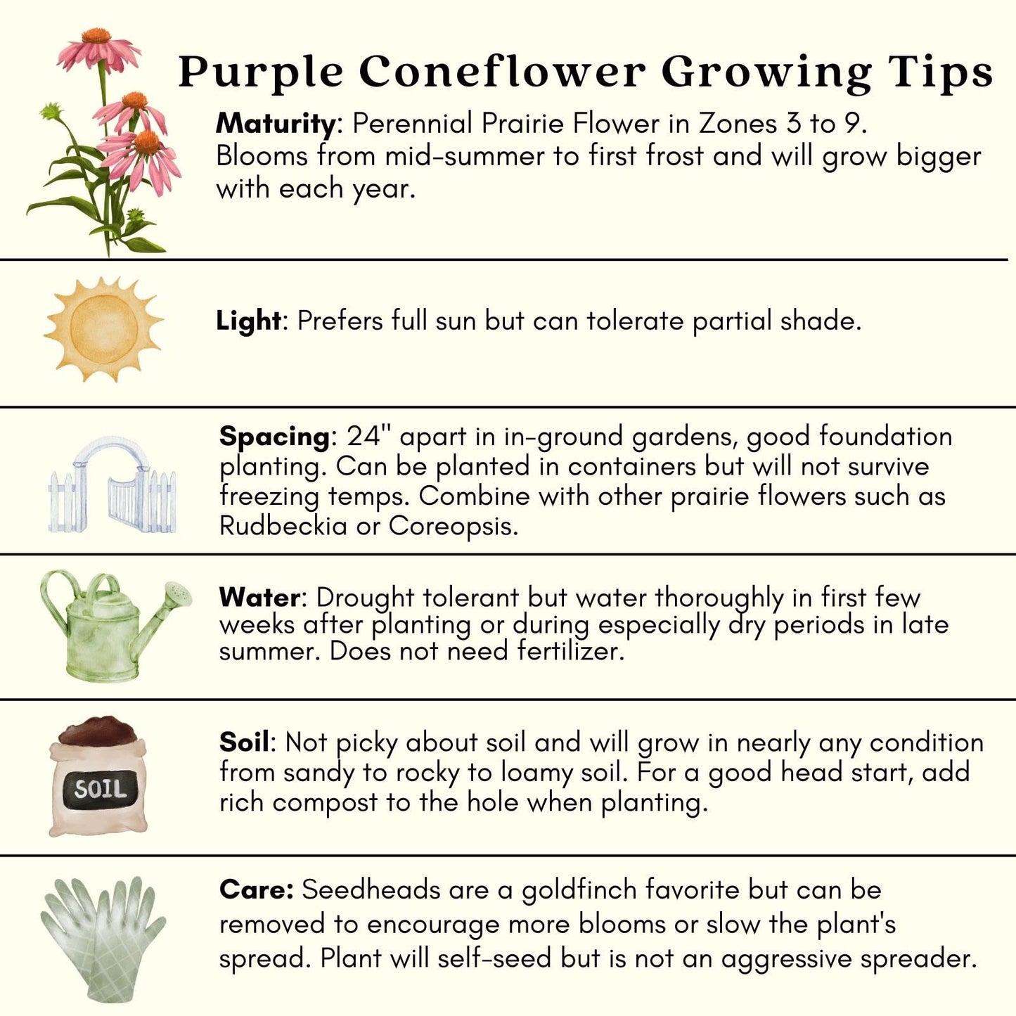 Clovers Garden Purple Coneflower (Echinacea Purpurea) Plants – Two (2) Live Plants – Non-GMO - Not Seeds - Each 4" to 8" Tall – in 4" Inch Pots – Hardy Flowering Perennial, Pollinator Favorite