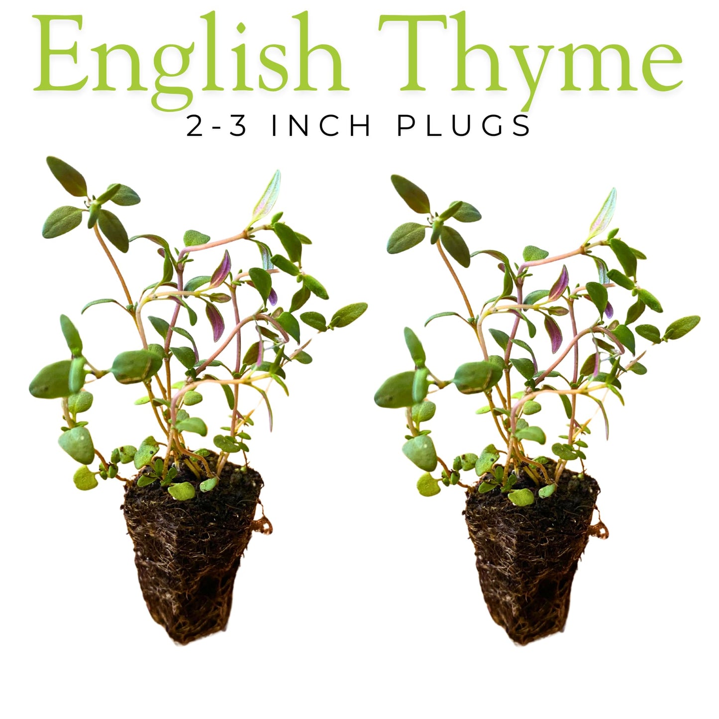 10-Pack Culinary Herb Garden Live Plants – Sweet Basil, Peppermint, Oregano, Sage, Thyme – 3” Plant Plugs for Indoor & Outdoor Growing – Window Sill, Garden, or Kitchen Planter Ready