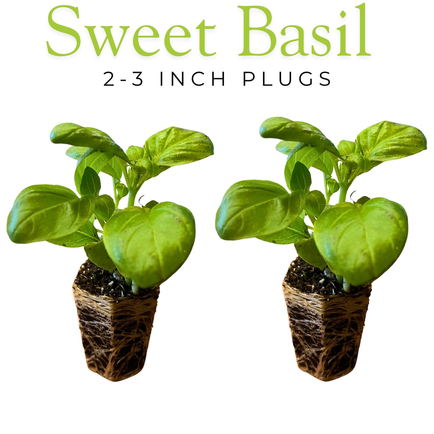 10-Pack Culinary Herb Garden Live Plants – Sweet Basil, Peppermint, Oregano, Sage, Thyme – 3” Plant Plugs for Indoor & Outdoor Growing – Window Sill, Garden, or Kitchen Planter Ready