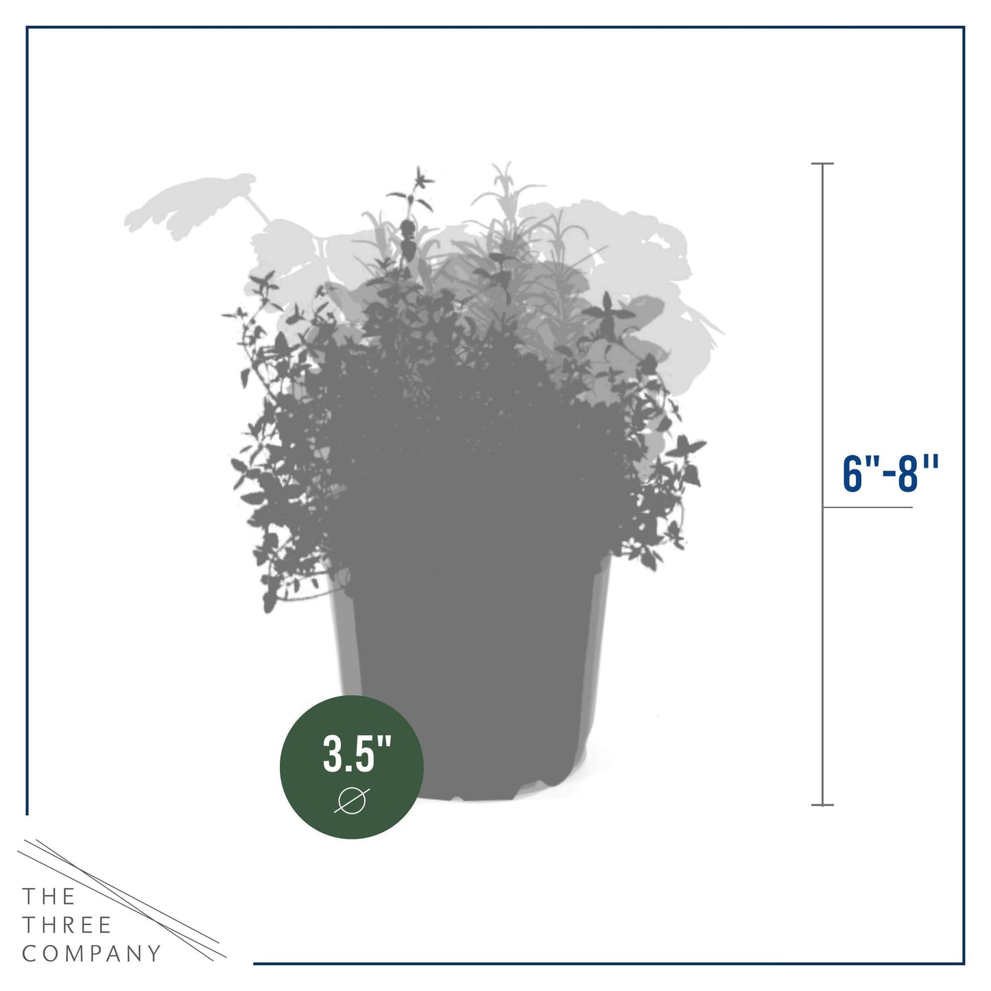 Live Aromatic and Edible Herb Assortment (Lemon Verbena, Eucalyptus, Mint, Lemon Balm, Other Assorted Herbs), 6 Plants Per Pack