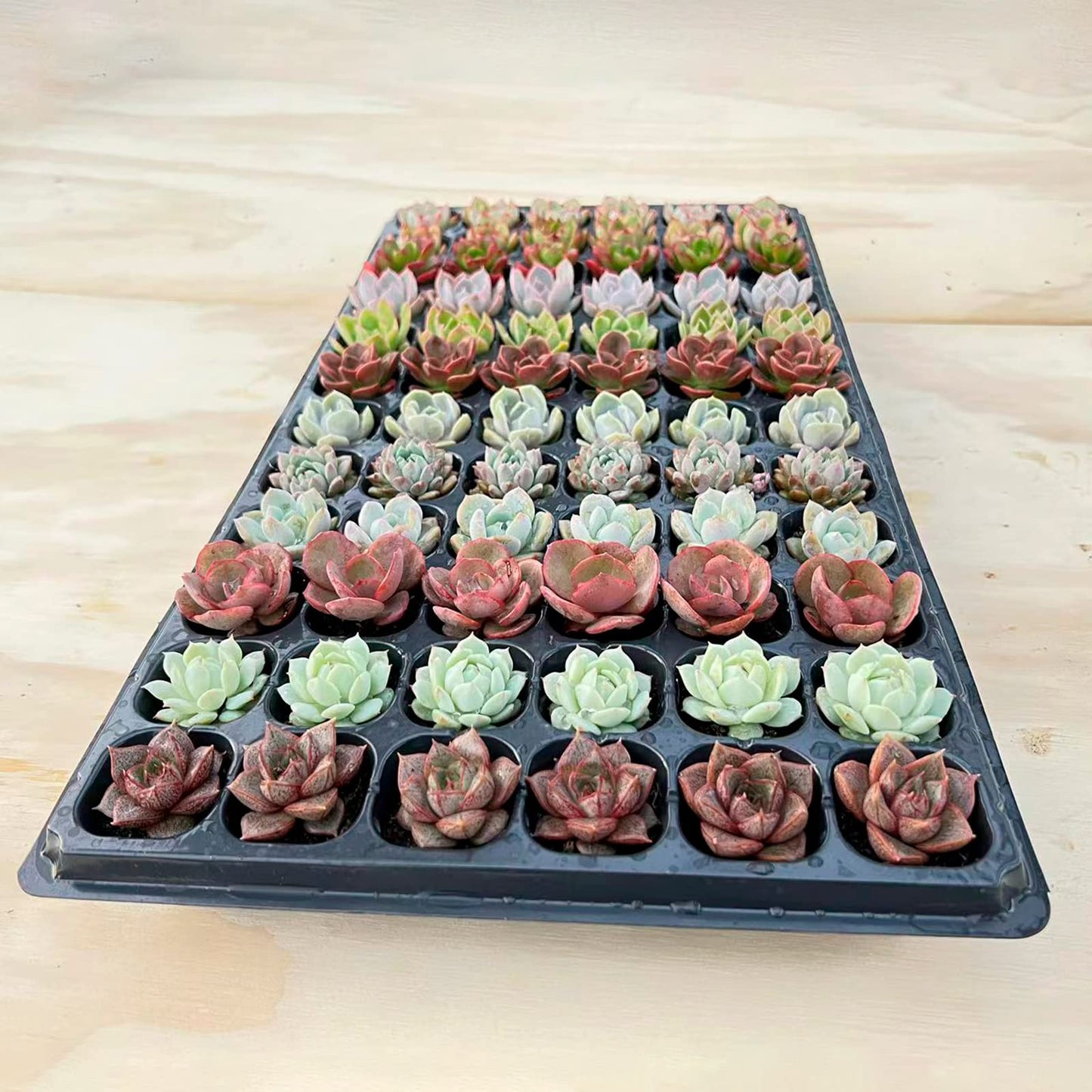 Sprout N Green 3 Assorted Succulents with Root, 3 Different Varieties Live Plants Collection, Without Plant Pot, Great for Gardener Beginner, DIY Projects, Wedding Party Favor, Easy to Care