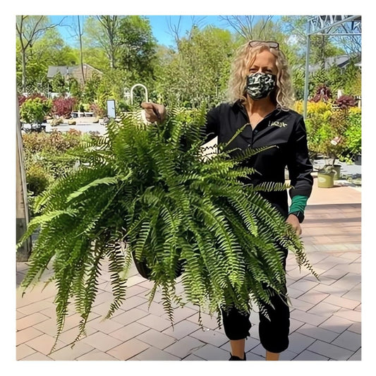 UV Resistant Lifelike Artificial Boston Fern - 2024 New Faux Boston Ferns Outdoor Planter Large, Realistic Fake Feen Hanging Silk Fern Stems Indoor Basket Plant Urn Fillers Front Porch (2, Green)