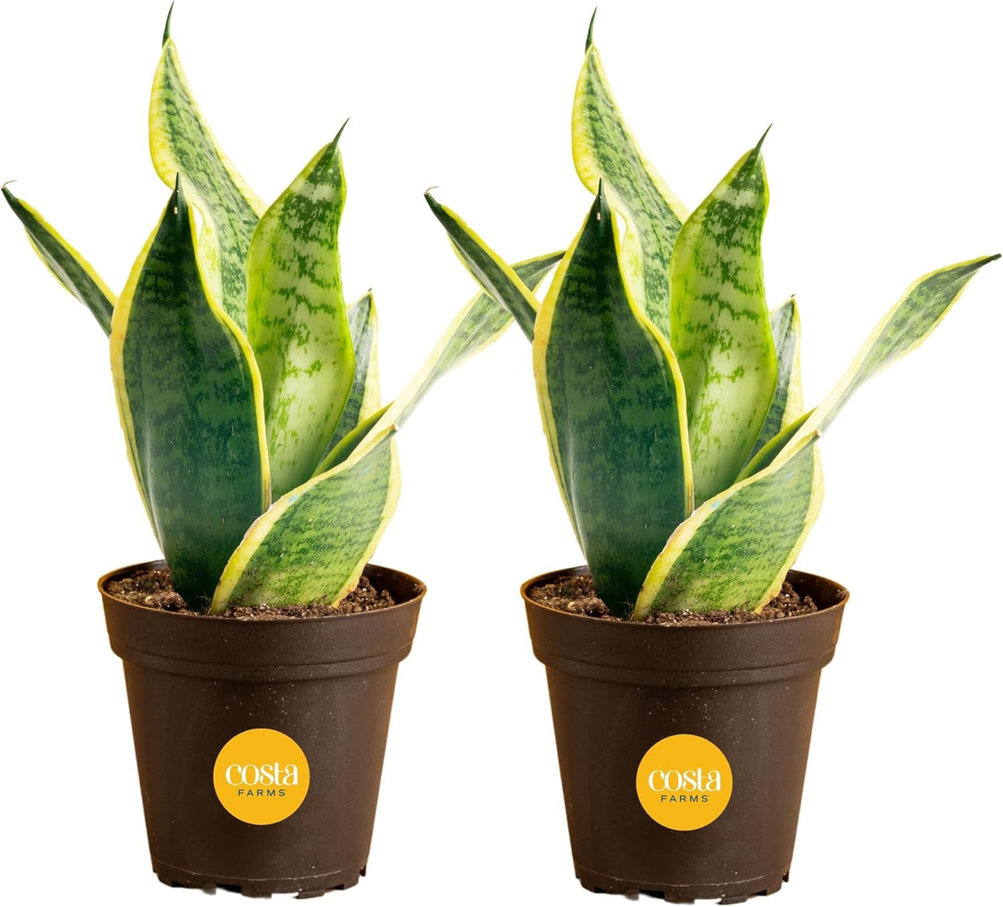 Costa Farms Live Snake Plants (Pack of 2) | Easy to Grow Indoor or Outdoor Sansevieria Houseplants | 8-Inches Tall | Potted in Plant Pots | Succulent Plants Perfect for Office and Home Decor