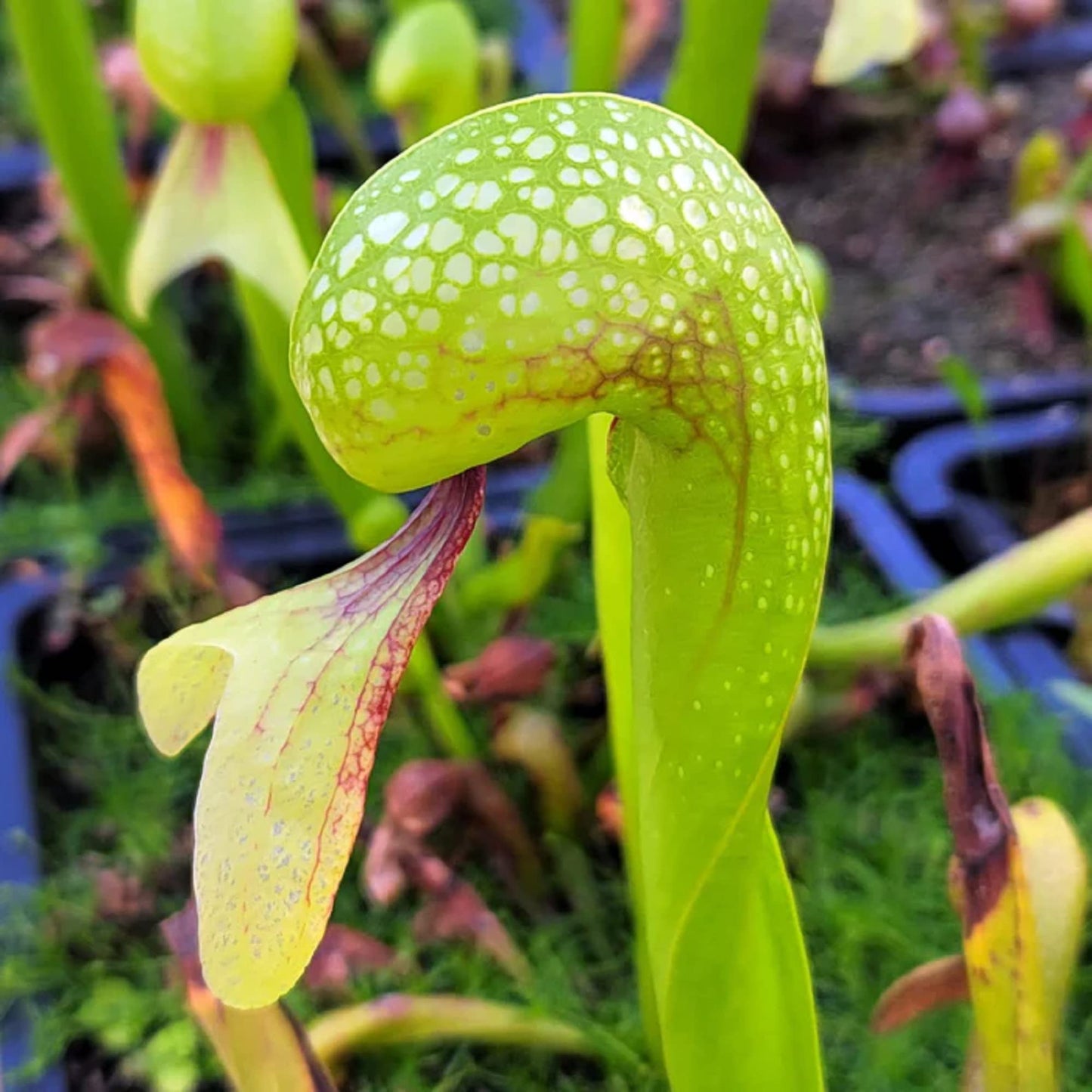 CHUXAY GARDEN California Pitcher Plant-Darlingtonia Californica,Cobra Lily,Cobra Plant 10 Seeds Rare Plants
