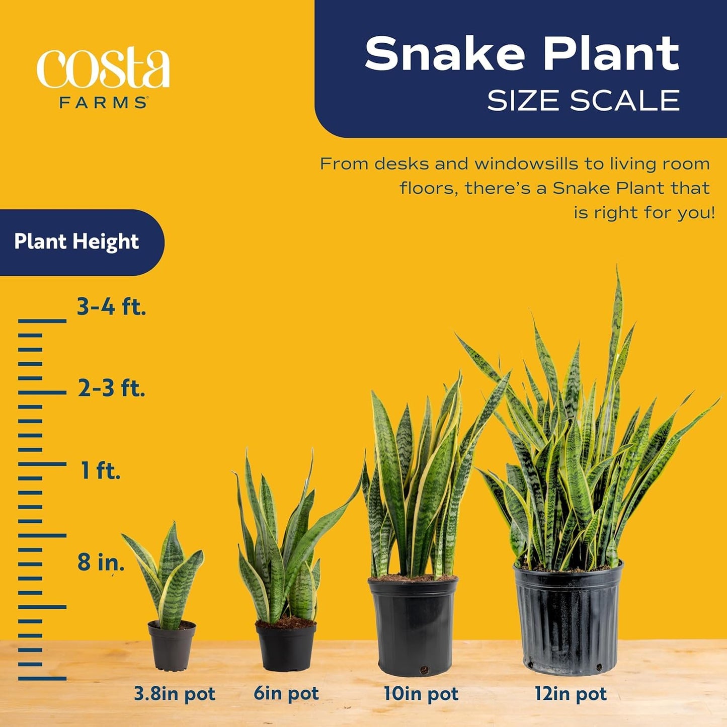 Costa Farms Live Snake Plants (Pack of 2) | Easy to Grow Indoor or Outdoor Sansevieria Houseplants | 8-Inches Tall | Potted in Plant Pots | Succulent Plants Perfect for Office and Home Decor