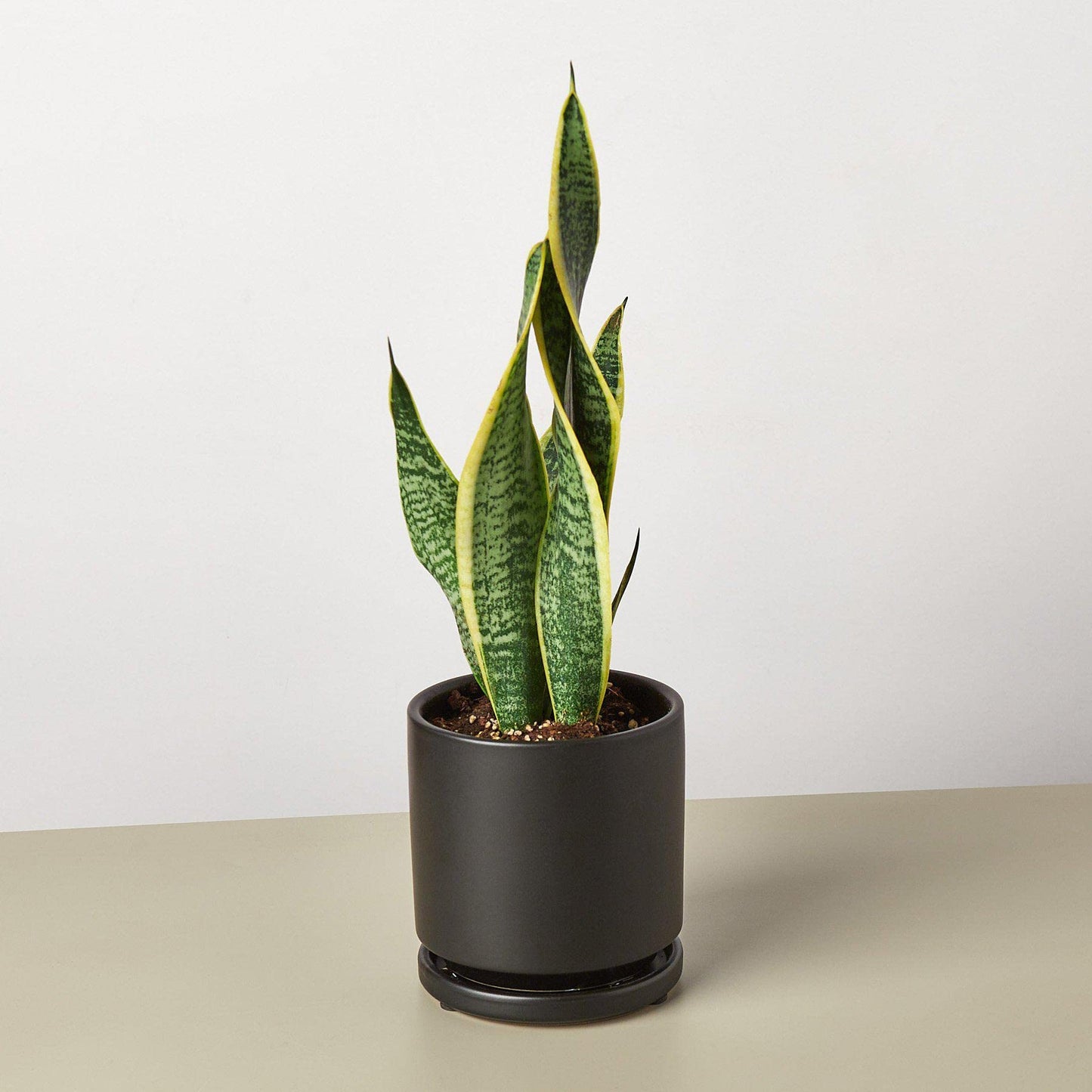 House Plant Shop | Snake 'Laurentii'- 4" Pot| Live Indoor Plant | Easy to Care | Natural Décor Plant | Great Gifts| Free Care Guide