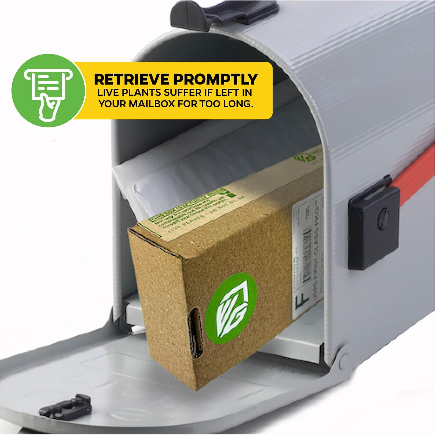 Night Blooming Jasmine Live Plant - Cestrum nocturnum - Wellspring Gardens Starter Plant