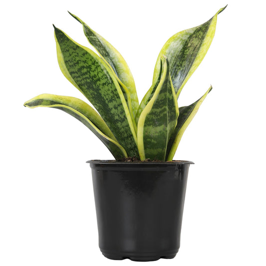 Altman Plants, Live Snake Plant, Sansevieria trifasciata Superba, Fully Rooted Indoor House Plant in Pot, Mother in Law Tongue Sansevieria Plant, Potted Succulent Plant, Houseplant in Potting Soil