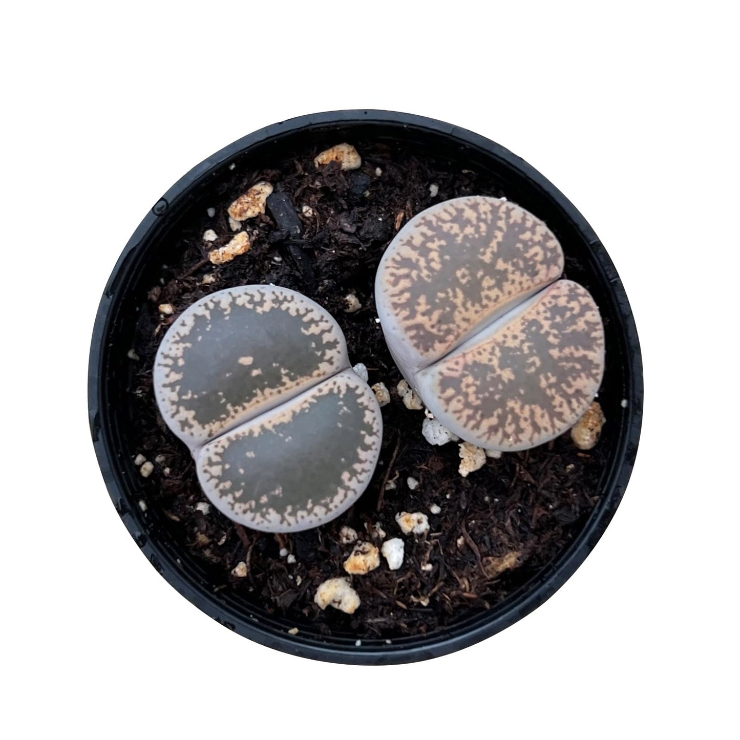Sprout N Green Lithops Collection, 3 Live Succulent Stone Plant Fully Rooted in 2inch Starter Pot, Home Office Indoor Outdoor Wedding Decoration DIY Projects Party Favor
