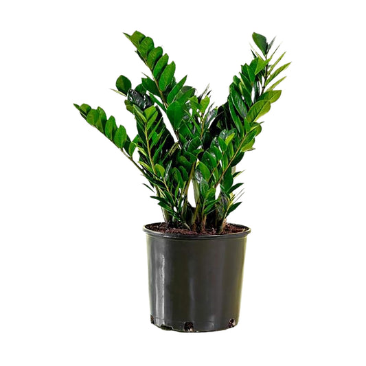 American Plant Exchange ZZ Plant 'Zanzibar Gem' – 6-Inch Pot – Live Easy Care Drought-Tolerant Houseplant, Low-Light Indoor Plant for Home, Office, & Modern Décor