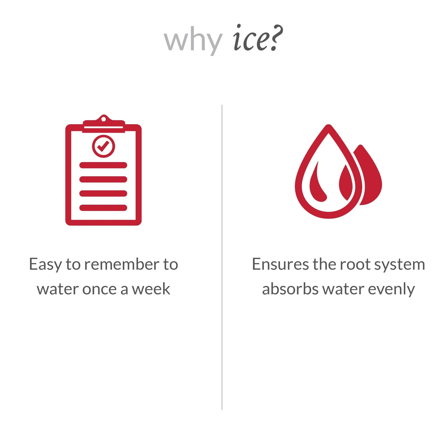 Plants and Blooms Shop JAI261 Anthurium Easy Care Live Plants, 5" Diameter, Pink