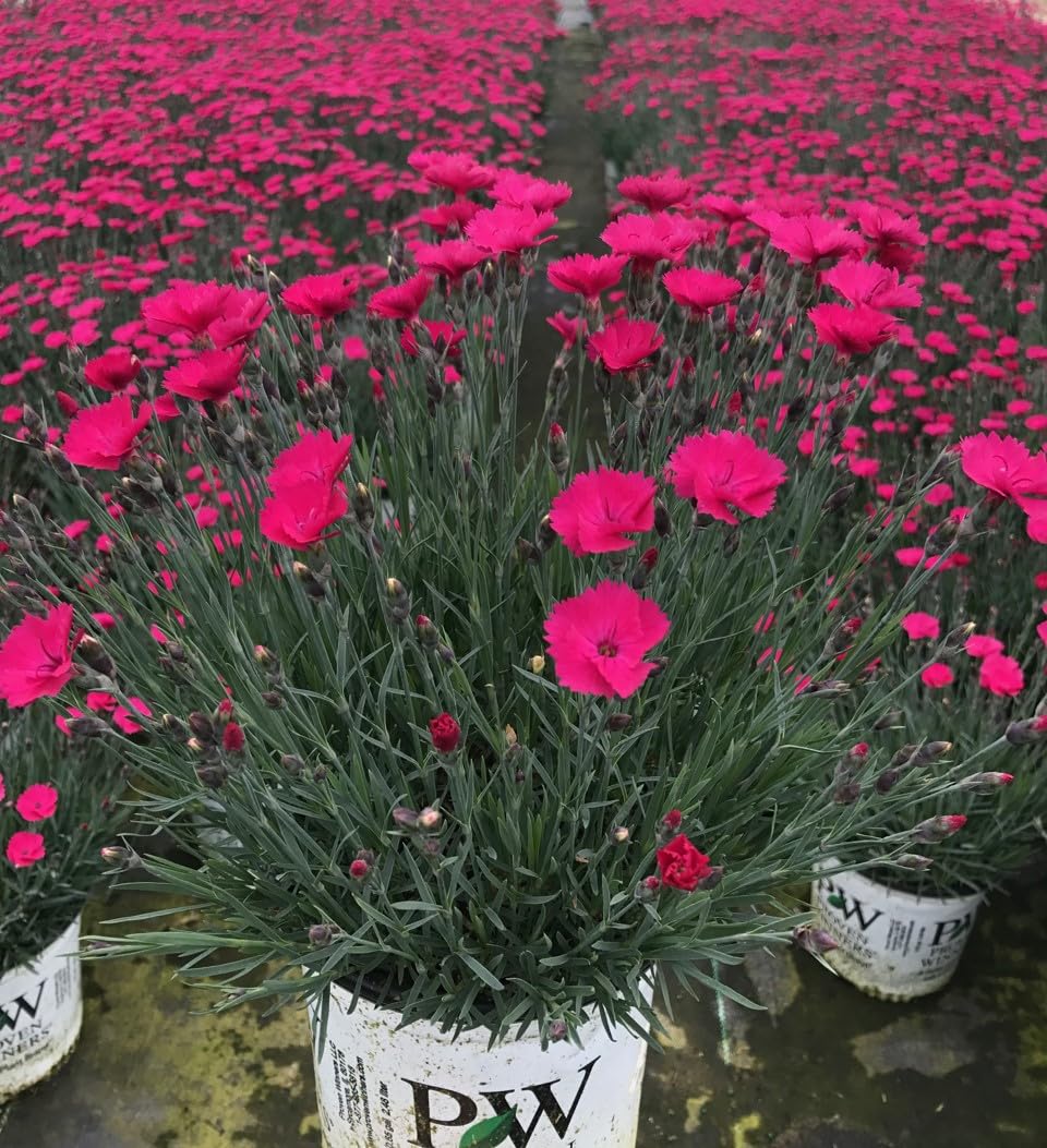 Live Plant from Green Promise Farms - Proven Winners, Dianthus Paint The Town Magenta Pinks, Bright Magenta Flowers - #1 Gallon Size Container