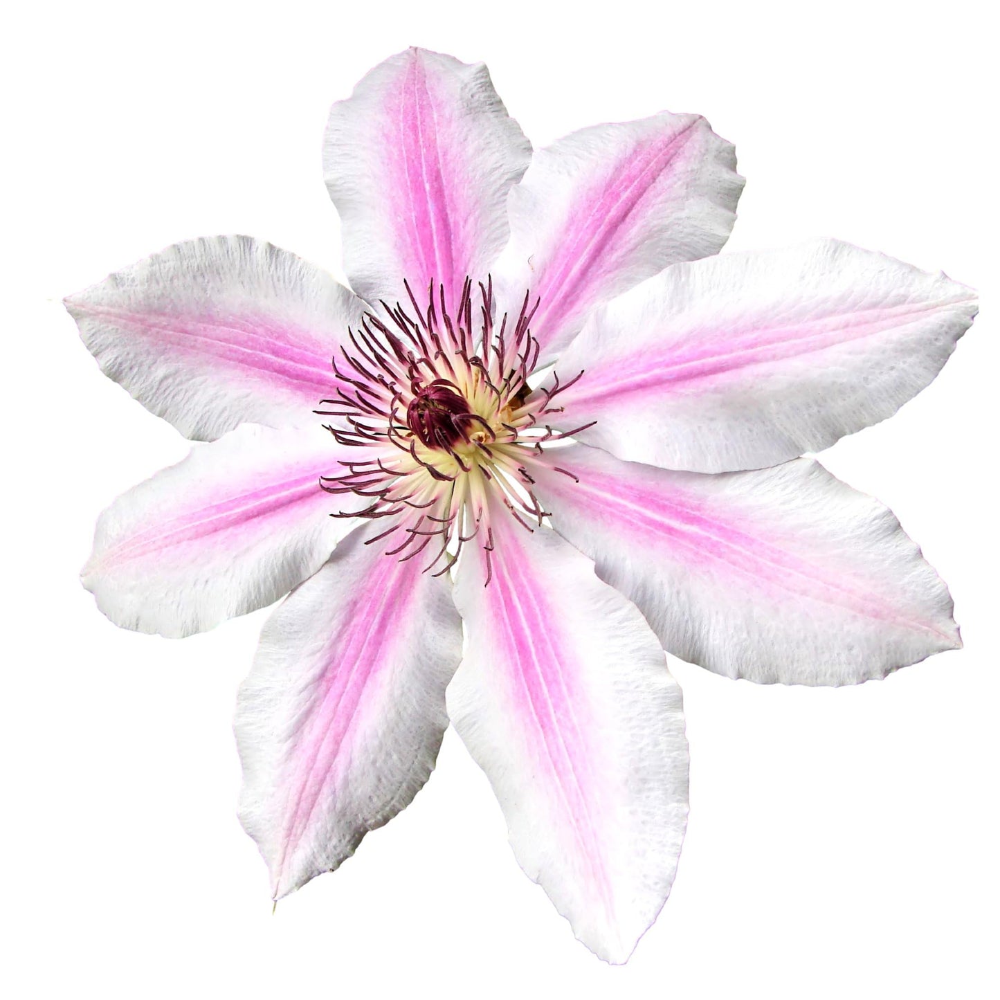Easy to Grow Clematis Nelly Moser - 2 Potted Vine Plants in Quart Grower Pots, Pink & White Flowers in Summer