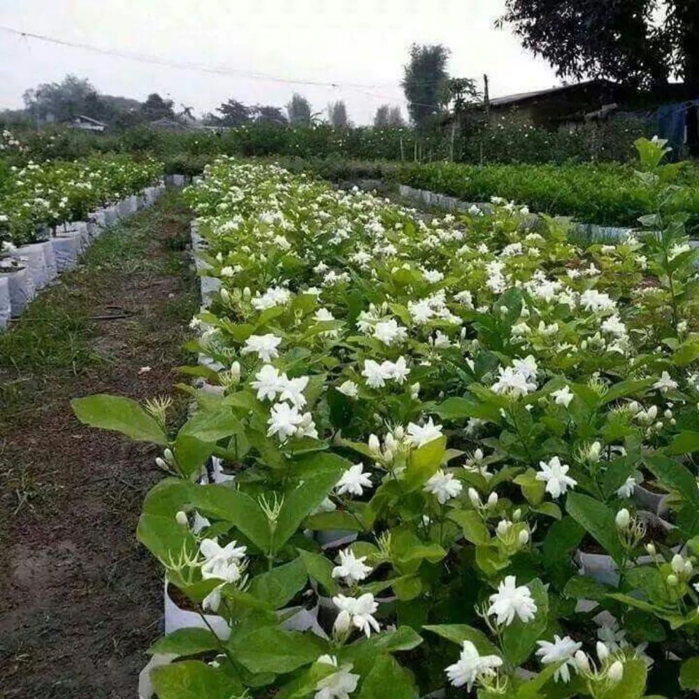 2 Blooming Jasmine Plants, Maid of Orleans Sambac Jasmine Live Plants, 4 to 6 Inc Tall, Jasmine Plants Live, Tea Jasmine Fragrant Plant, Live Jasmine Plant