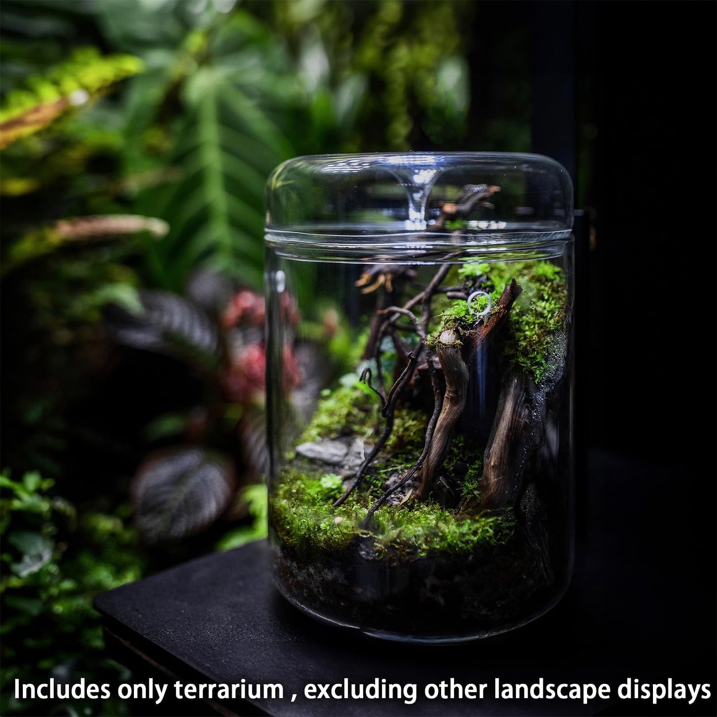 SARUFO Small Glass Plant Terrarium 4.7"X7" Inches Succulent Air Planter Fern Moss Micro-Landscape Vase for Home Garden Office Tabletop Decoration Container with Lid Indoor Wardian Copyright Patent