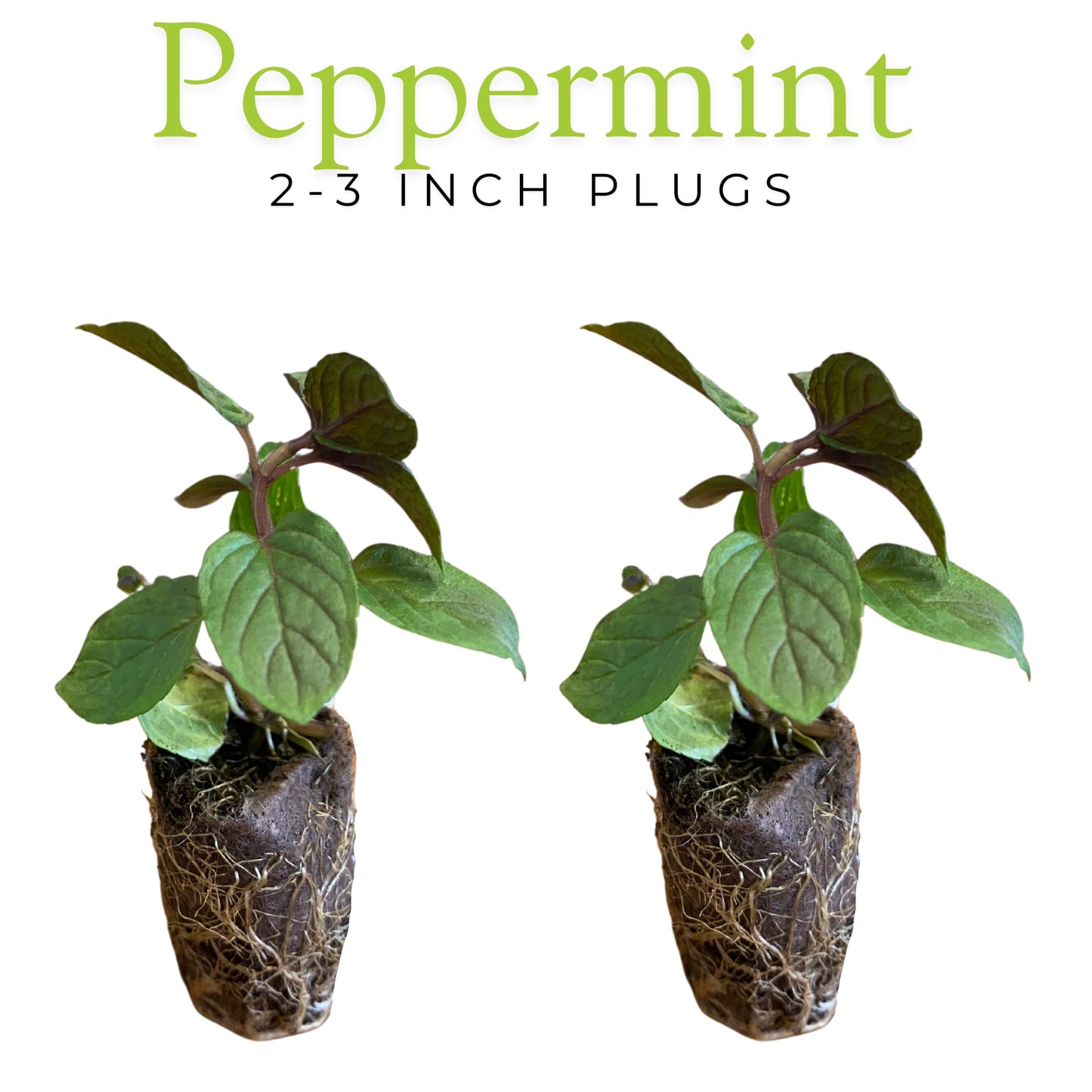 10-Pack Culinary Herb Garden Live Plants – Sweet Basil, Peppermint, Oregano, Sage, Thyme – 3” Plant Plugs for Indoor & Outdoor Growing – Window Sill, Garden, or Kitchen Planter Ready