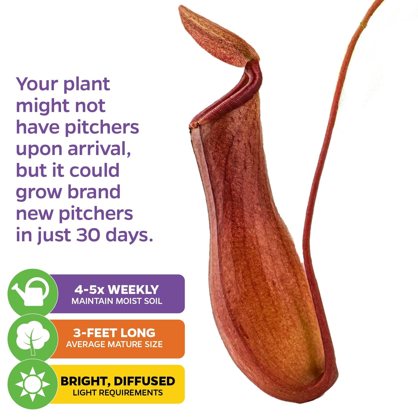 Alata Pitcher Plant - Nepenthes Live Carnivorous Plant by Wellspring Gardens - Easy to Grow Starter Bulbs Great for Nature Lovers & Gardeners - Outdoor & Indoor Aquatic Planting