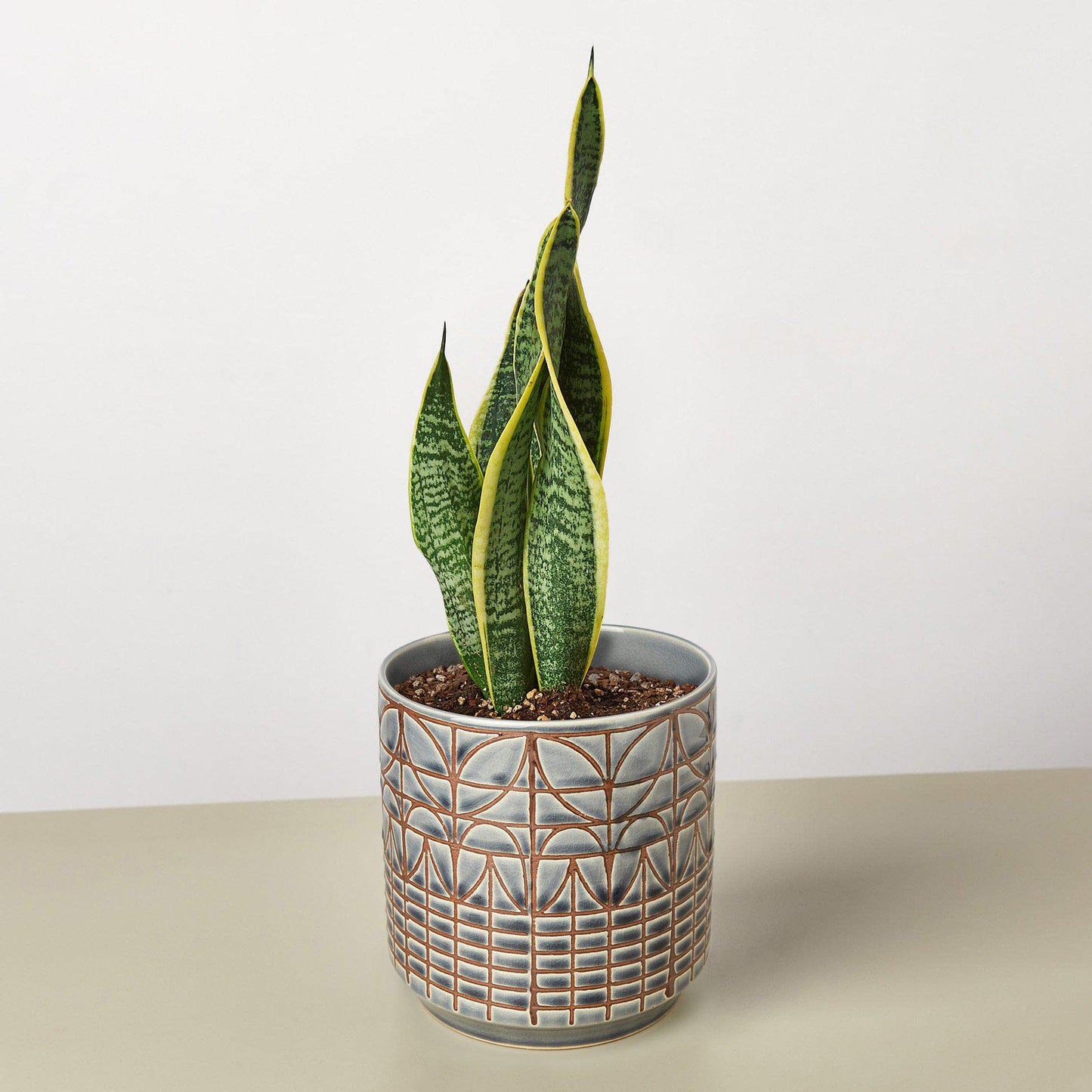 House Plant Shop | Snake 'Laurentii'- 4" Pot| Live Indoor Plant | Easy to Care | Natural Décor Plant | Great Gifts| Free Care Guide