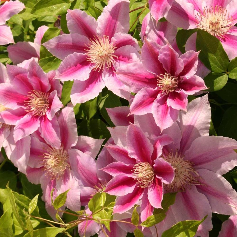 Clematis Fireworks - Live Plant in a 4 Inch Growers Pot - Clematis 'Fireworks' - Starter Plants Ready for The Garden - Beautiful Deep Pink and Purple Flowering Vine
