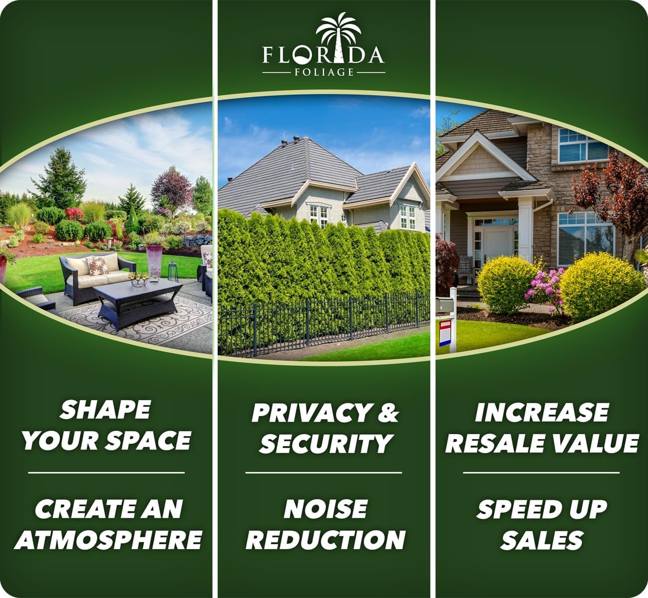 Star Jasmine | 2 Extra Large 3 Gallon Plants | Trachelospermum Jasminoides | Fragrant Climbing Vine | Ideal for Trellises and Arbors