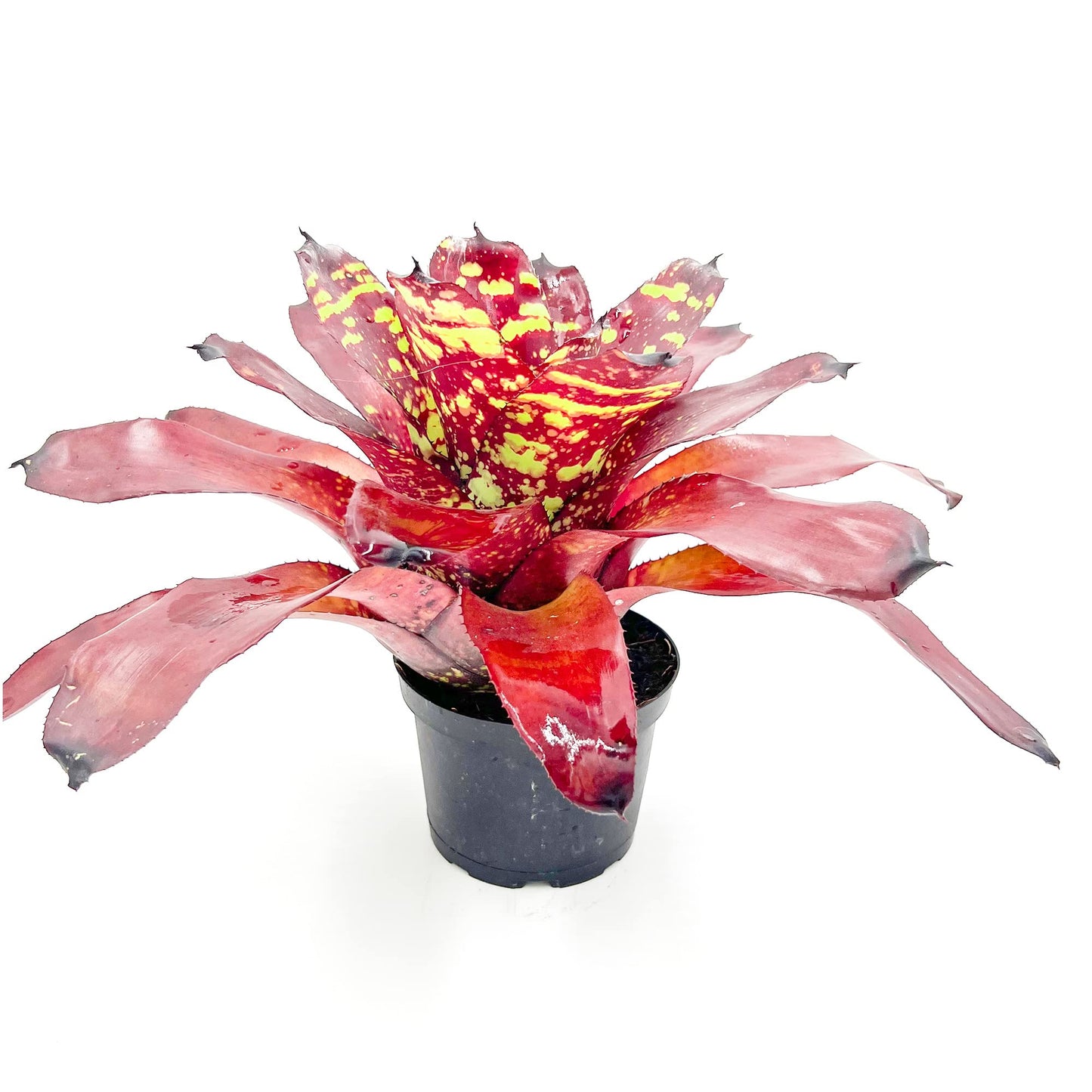 ragnaroc Live Plants - Bromeliad Neoregelia 'Green Eye', 16" Wide and 12" Tall in 6" Pot - 1ct - Live Arrival Guaranteed - House Plants for Home Decor & Gift