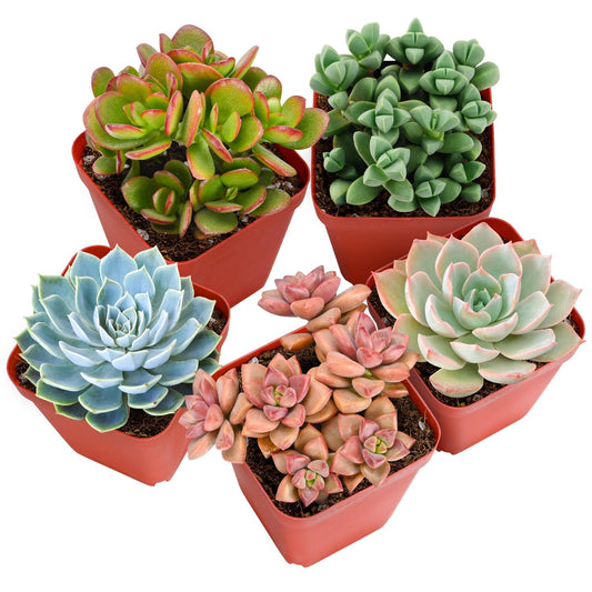 Sprout N Green Live Succulent Plants, 5 Pack Assorted Real Succulents Potted in 2" Starter Pot with Soil Mix, Rare Small Indoor House Plants for Home Garden Wedding Decor Party Favor