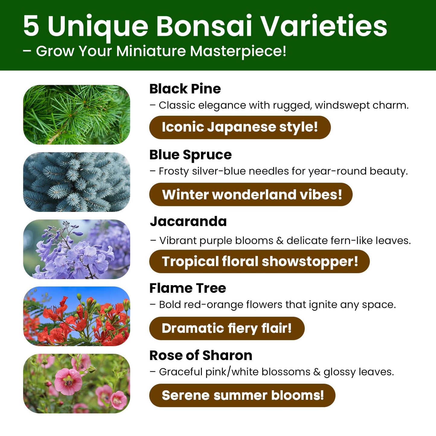 Bonsai Tree Kit – 5Pack Complete Indoor Starter Kit with 5 Unique Japanese Bonsai Trees, Tools & Planters – Perfect Gardening Gift for Women, Men, Plant Lovers – Great for Easter, Father’s Day