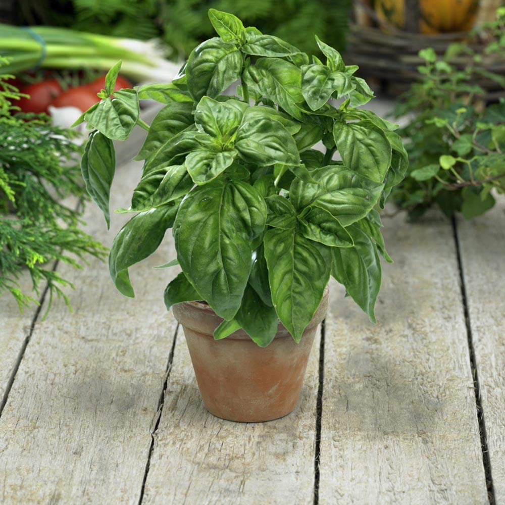 Outsidepride Genovese Sweet Basil Seeds for Planting - 1/2 lb. Easy to Grow Annual Herb Garden Seeds with Aromatic & Flavorful Foliage for Containers, Companion Planting, Indoors & Outdoors