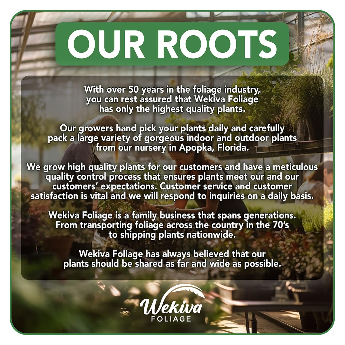 Clematis Variety Pack - 5 Live Starter Plants in 2 Inch Pots - Grower's Choice One Each of Multiple Clematis Varieties - Beautiful Flowering Vines from Florida