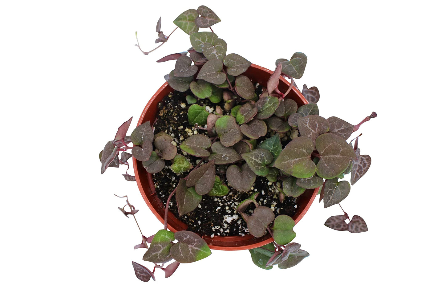 Live Succulent 4" String of Hearts, Succulents Plants Live, Succulent Plants Fully Rooted, Hanging House Plant for Home Office Decoration, DIY Projects, Party Favor Gift by The Succulent Cult