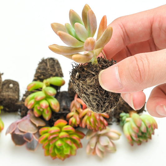 Sprout N Green 3 Assorted Succulents with Root, 3 Different Varieties Live Plants Collection, Without Plant Pot, Great for Gardener Beginner, DIY Projects, Wedding Party Favor, Easy to Care