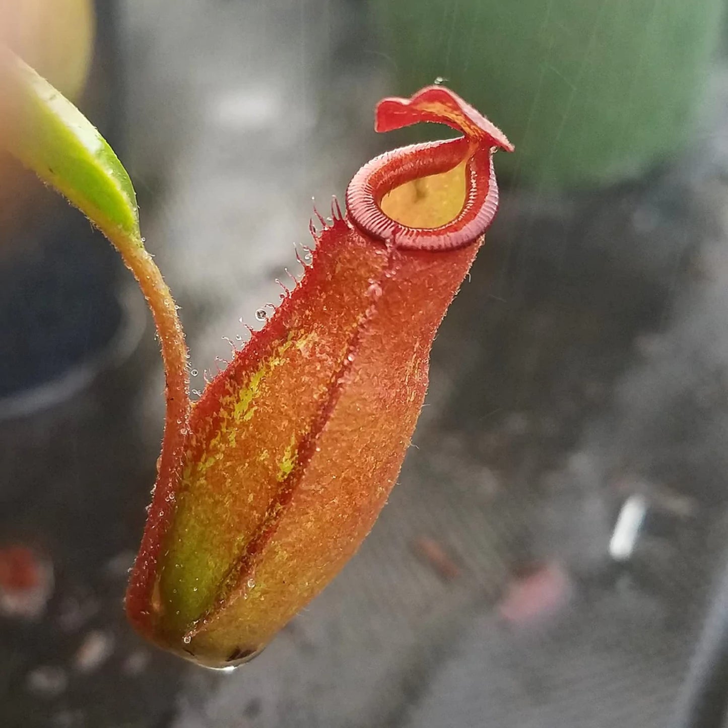 CHUXAY GARDEN Mix Nepenthes-Tropical Pitcher Plants,Monkey Cups,Nepenthaceae 400 Seeds Red Blue Green Potted Bonsai Carnivorous Plants Fast Growing & Maintain