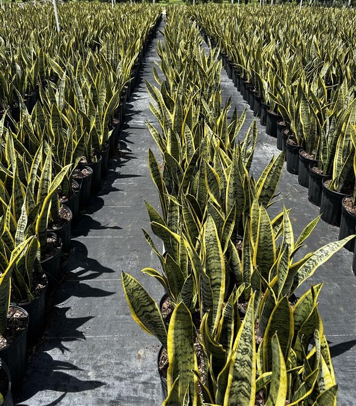 Andersen Farms Sansevieria Laurentii Live Plant Indoor/Outdoor in 10 in Grower Pot, Green, Yellow
