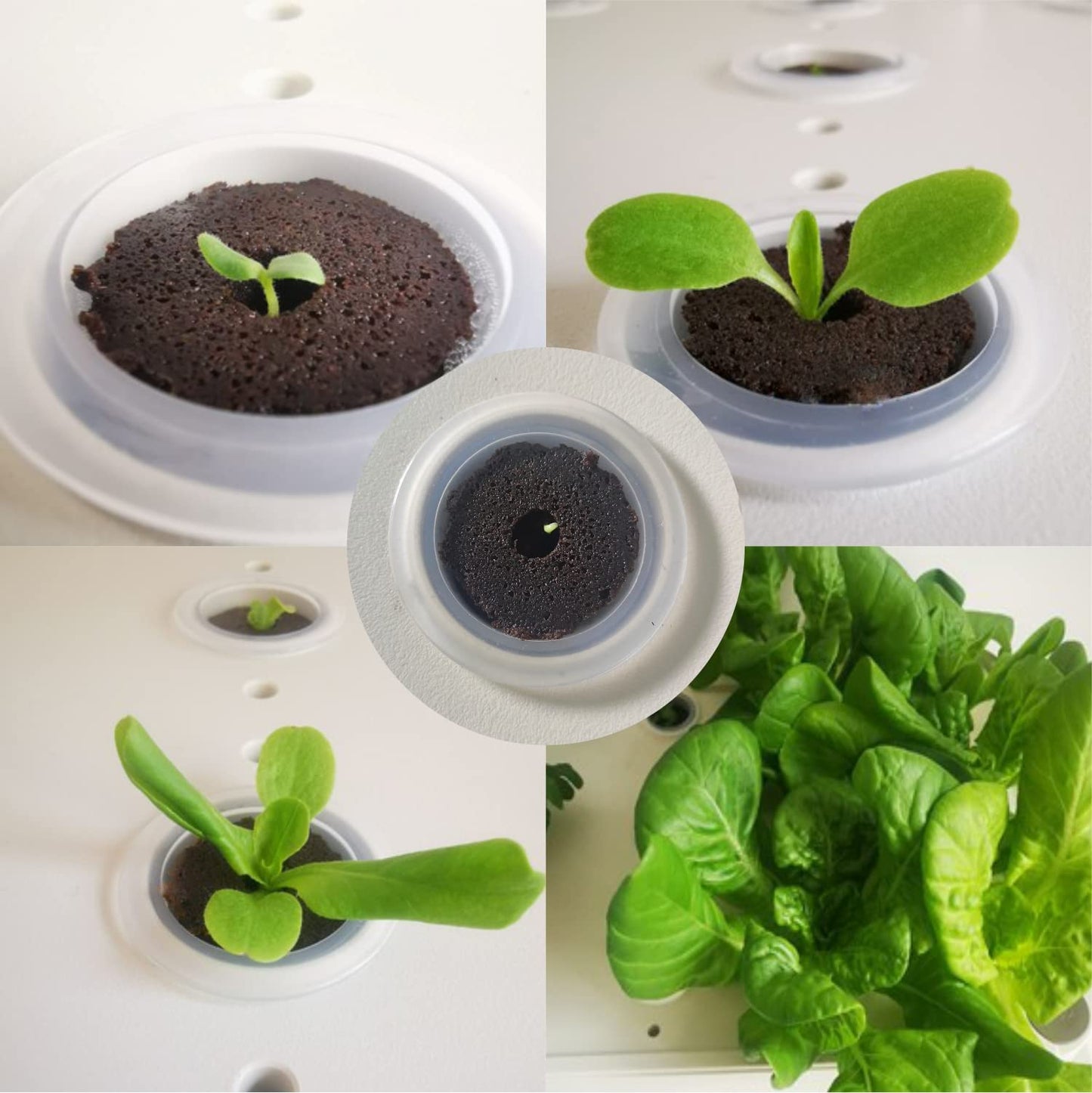 lukandafi Grow Sponges 100 Pack, Hydroponics Sponge Compatible with Aerogarden, iDOO