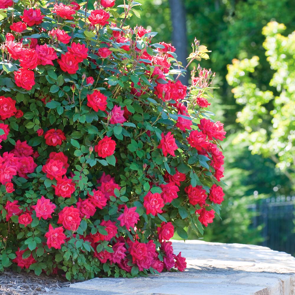 Perfect Plants Double Red Knock Out Rose 1 Gallon, Live Plant Planting Guide