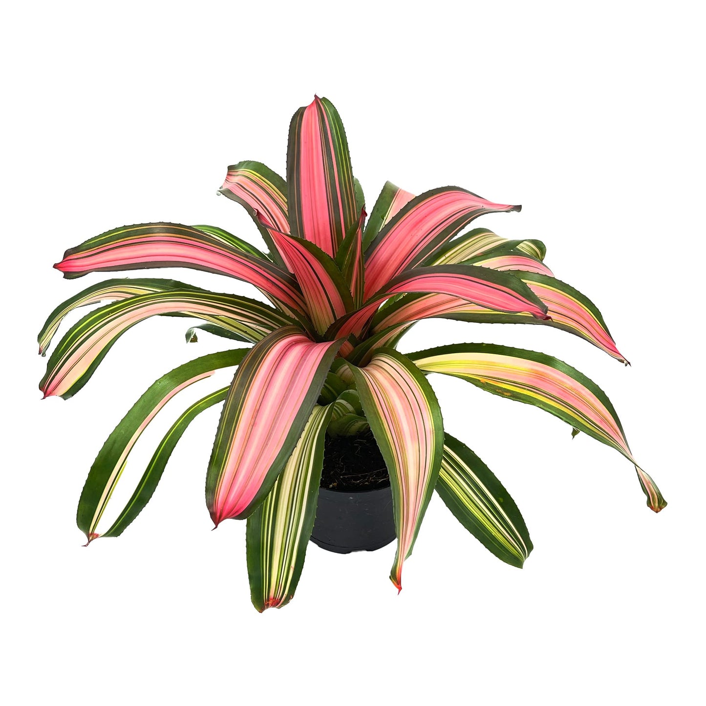 ragnaroc Live Plants – Bromeliad Neoregelia Minerva, 8-12" in 6" Pot - 1ct - Live Arrival Guaranteed - House Plants for Home Decor & Gift