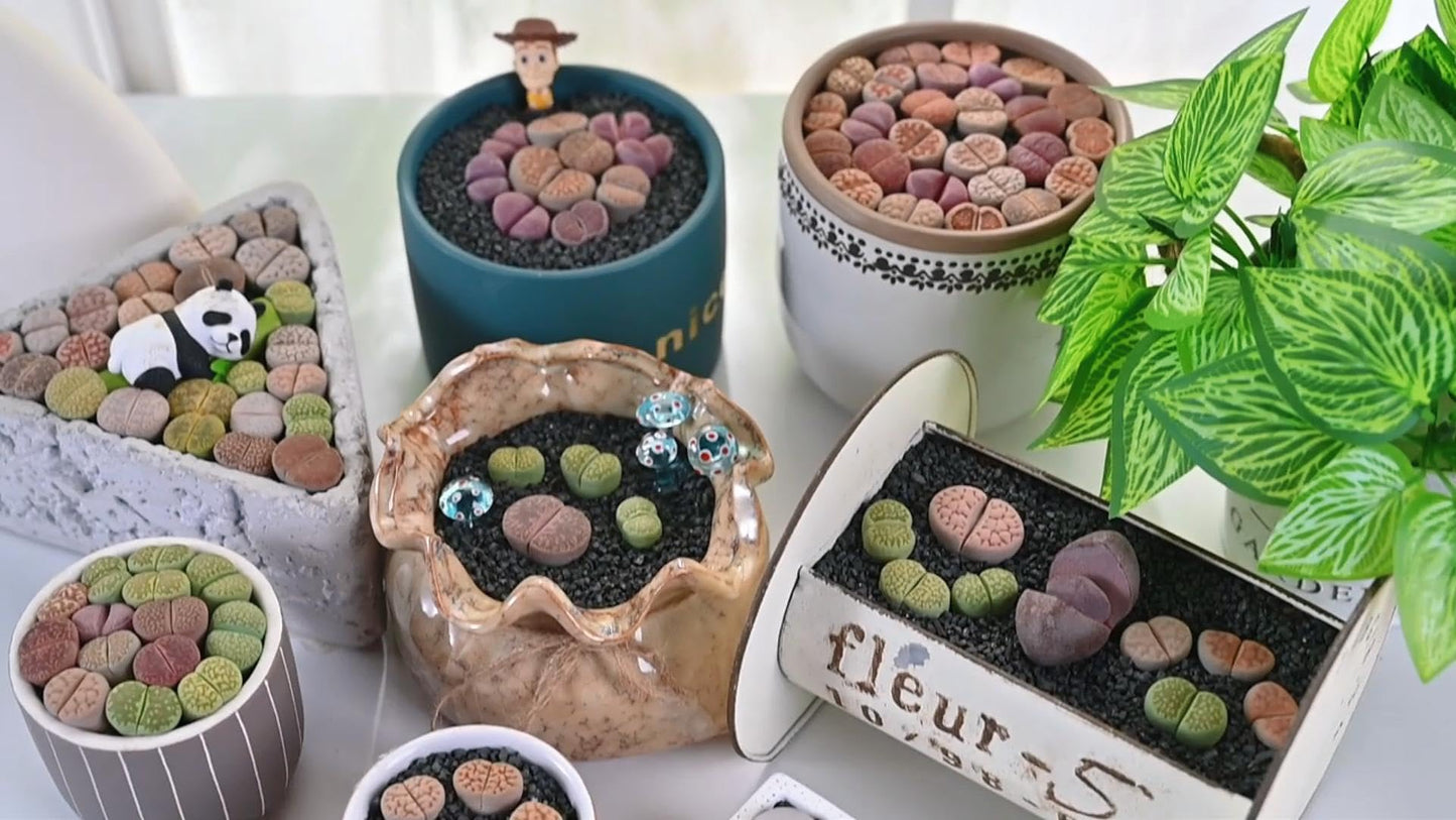 Sprout N Green 1-1.5in Lithops julii 'Kikusiyo Giyoku', 3 Years Old Rare Living Stone Plant Rooted in Pot, Cute Potted Succulents House Pebble Plant, Great for Terrarium Arrangement, DIY Project