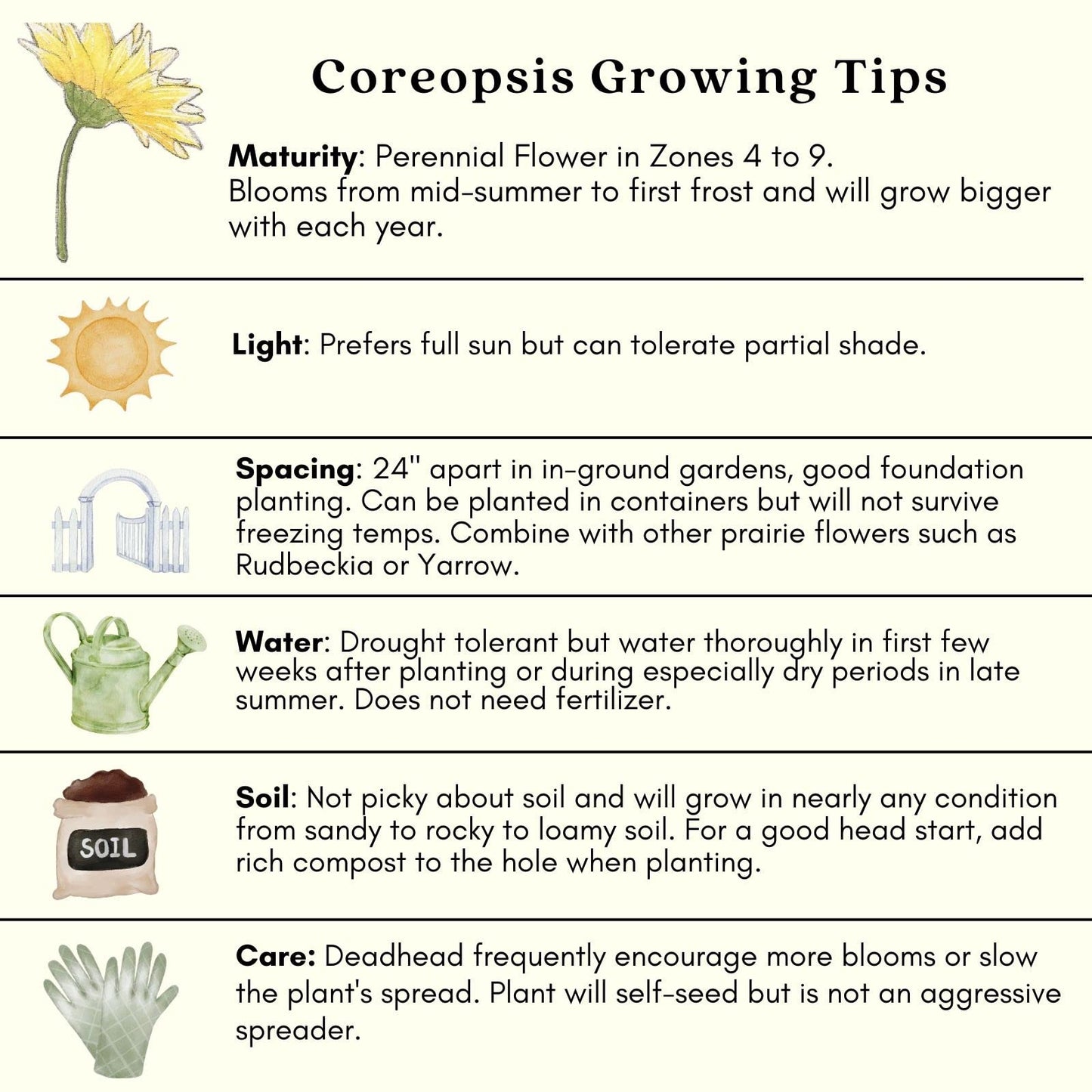 Clovers Garden Coreopsis Moonbeam (Tickseed) Plants – Two (2) Live Plants – Non-GMO - Not Seeds - Each 4" to 8" Tall – in 4" Inch Pots – Hardy Flowering Perennial, Pollinator Favorite