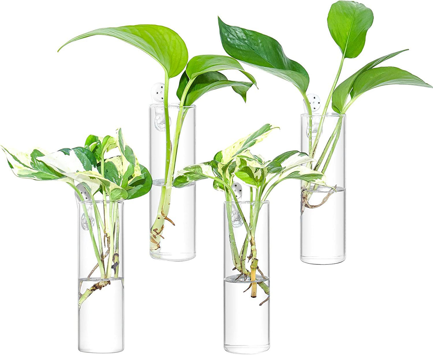 Ivolador Wall Plant Propagation Station Hanging Glass Planter Vase Terrarium Container Cylinder Shape Perfect for Propagating Hydroponic Plants Home Office Garden Decor Wedding-4PCS