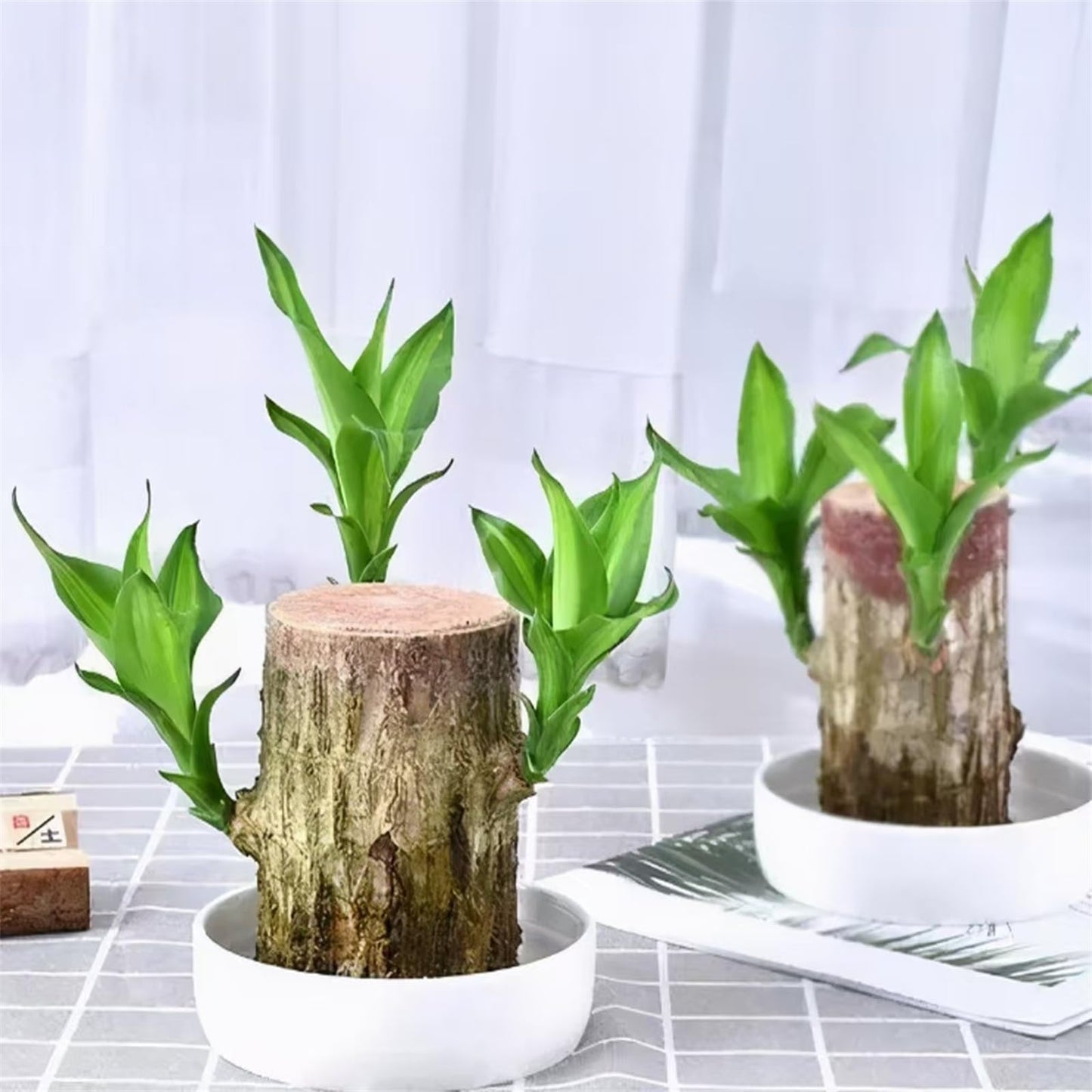 Brazilian Wood,Brazilian Lucky Wood Plant,Mini Sculpture Art,Suitable for Home, Outdoor, Office, Kitchen, Bedroom, Garden Decoration (Yellow)