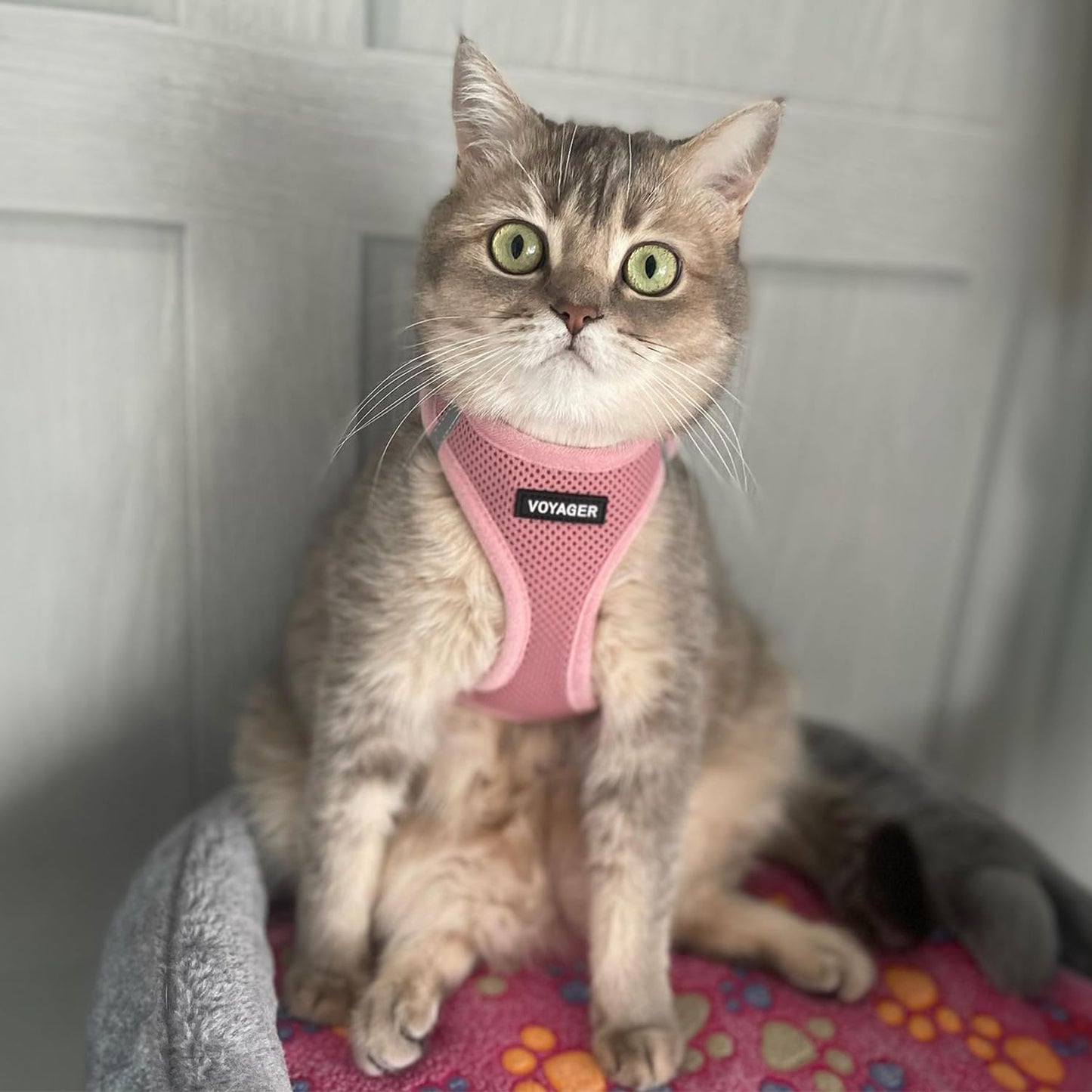 Best Pet Supplies Voyager Step-in Air Dog Harness - All Weather Mesh, Reflective, No Pull Harness for Small, Medium Dogs, Cats - Secure with Hook & Loop Fastener, Buckle, Double D-Rings - Pink, S